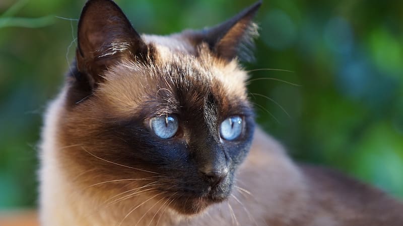 Los gatos siameses nacen completamente blancos.