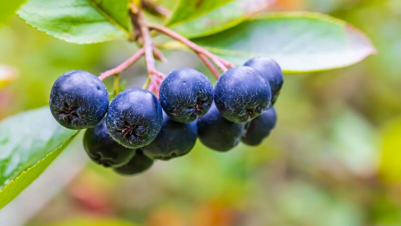 Oro negro: la fruta llena de vitaminas que regula la presión arterial, el azúcar en sangre y mejora la salud cardiovascular.