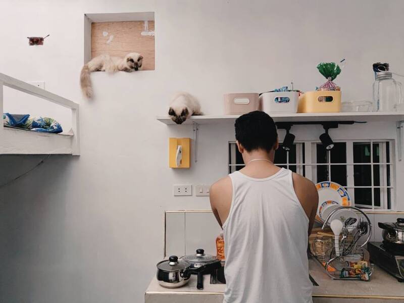 Según un estudio científico, los gatos pueden formar lazos seguros con sus cuidadores. (Imagen: archivo)