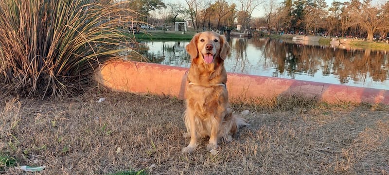 Mercedes es un lugar ideal para visitar con mascotas.