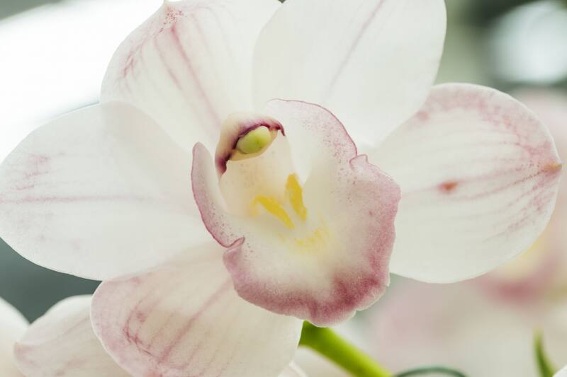 Las orquídeas tienen distintos significados según su color. (Foto: Freepik)