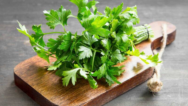 El perejil es una hierba aromática perteneciente a la familia Apiaceae. Fuente: Freepik