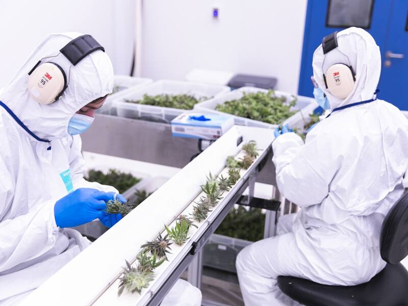 Manantiales® y Sacramento®, las dos variedades cannabis para uso medicinal que se comercializarán.