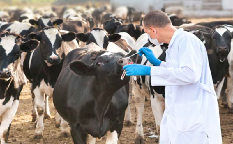 El virus también se transmite entre ganado.