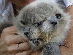 Horror en Chernobyl: descubren nuevas mutaciones genéticas inesperadas y los científicos están desconcertados