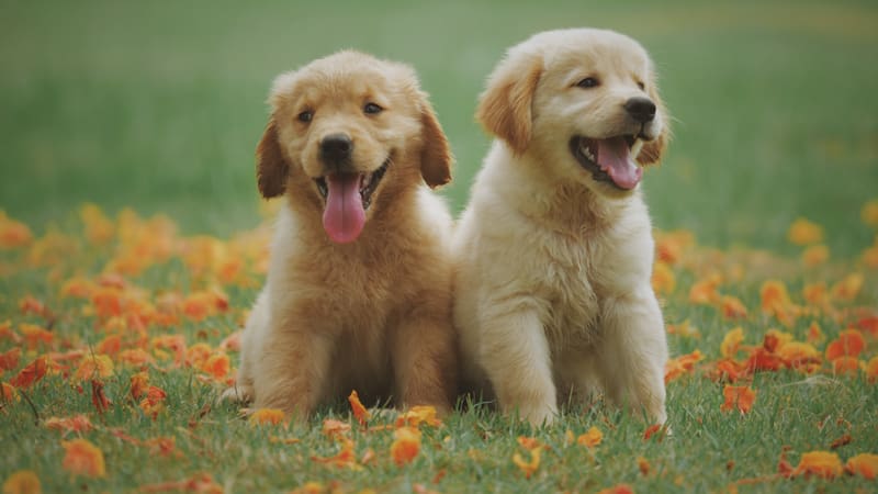 Nuevo descubrimiento sobre la conducta de los perros.