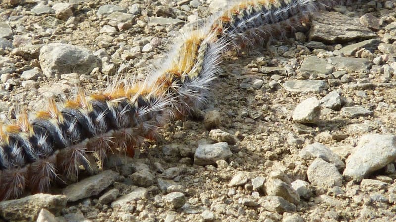 Esta plaga aparece en primavera y puede dañar gravemente a tu perro. (Foto: Pixabay).