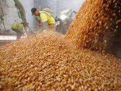 Mientras busca quedarse con Syngenta, Monsanto ganó más de lo previsto