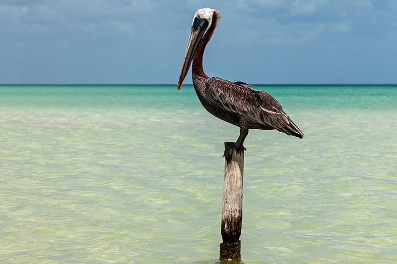 Pelícanos en el mar de Holbox