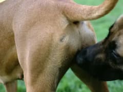 La insólita razón por la que los perros se huelen las colas y por qué no deberías evitarlo