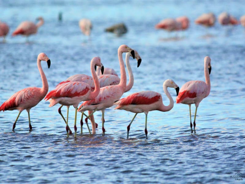 La mejor época para ver flamencos en Miramar de Ansenuza es de junio a septiembre (Foto: @miramardeansenuza)