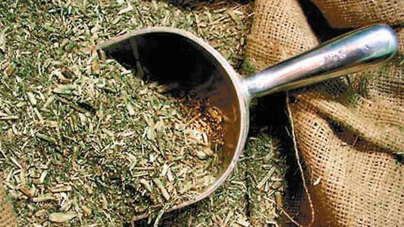 A mayo se procesaron 392,3 millones de kilogramos de hoja verde