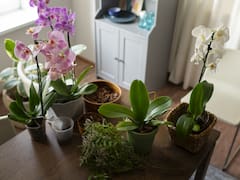 Chau mala suerte: las 5 flores que no debés tener en tu casa si querés atraer la buena fortuna a tu vida