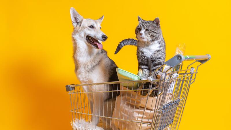 La venta de perros, gatos y hurones está prohibida desde esta semana: las multas pueden ser millonarias.