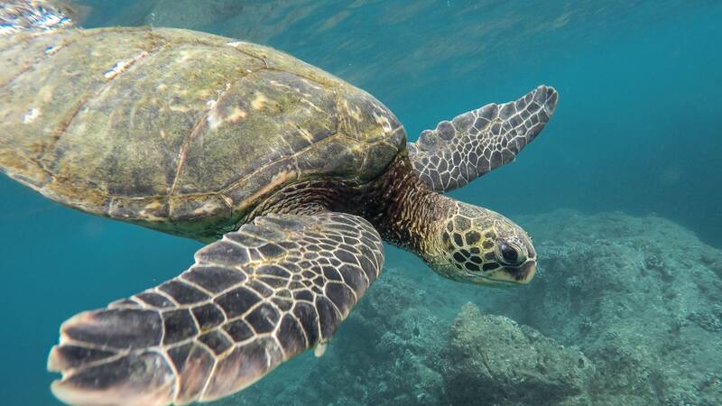 El frío extremo debilita su sistema inmunológico y afecta su movilidad.