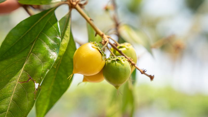 El nance puede ayudar a reactivar el colágeno del cuerpo.
