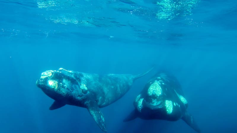 El comportamiento de fabricación de herramientas en animales desafía nuestras percepciones tradicionales sobre la inteligencia animal.