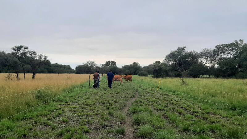 Locura por los campos argentinos: por cosecha histótica, crece 15% la demanda
