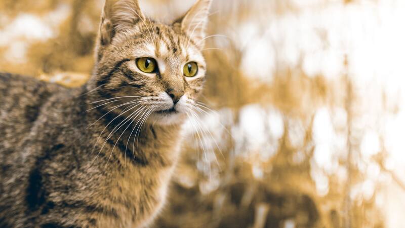 El raro ejemplar de esta especie de gato fue avistado en una zona de Sudamérica en que no se lo divisaba desde el confinamiento de la pandemia.