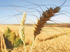 Trigo: con clima favorable y buenos rindes la cosecha del cereal llegará a 21,8 millones de toneladas