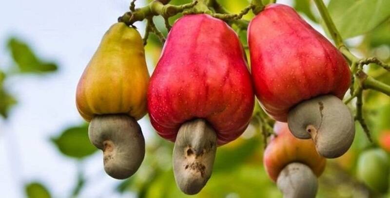 En muchas partes del mundo este fruto seco es conocido como anacardos.