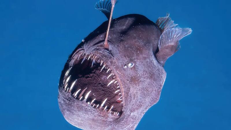 El pez diablo negro huyó de las profundidades, apareció en las costas españolas y asustó a todo el mundo.