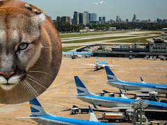 Puma suelto en Aeroparque: la Policia de la Ciudad desalojó la zona y continua la búsqueda
