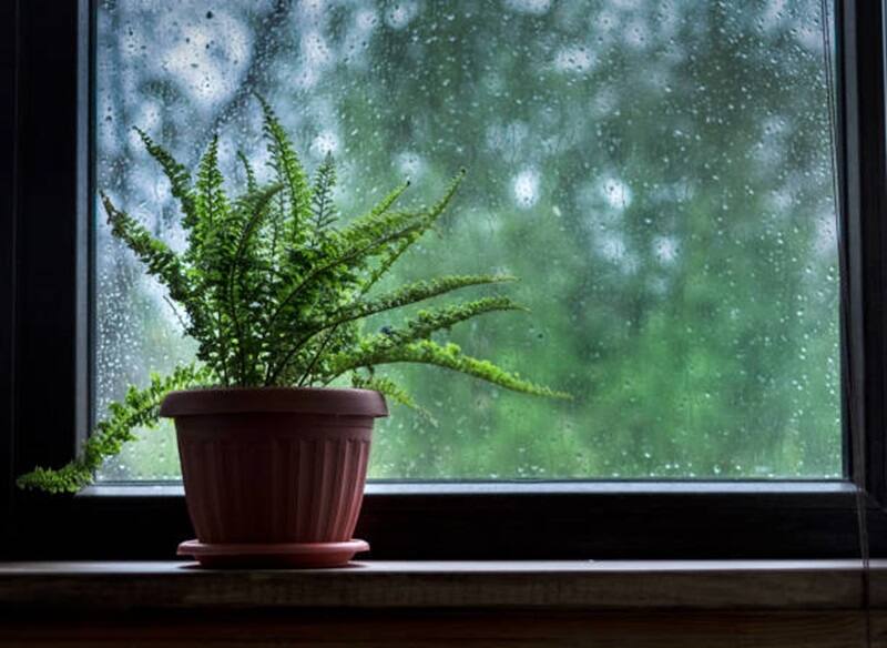 El helecho es una planta hermosa para decorar tu hogar y ayuda a absorber la humedad gracias a sus poderosos filtros naturales (Fuente: archivo)