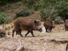 CONFIRMADO | Descubren que los jabalíes transmiten un parásito que afecta a los humanos
