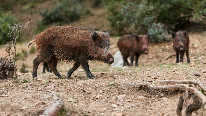 Descubren que los jabalíes transmiten un parásito que afecta a los humanos.