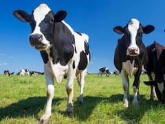 Los tambos logran un récord histórico en sus ingresos