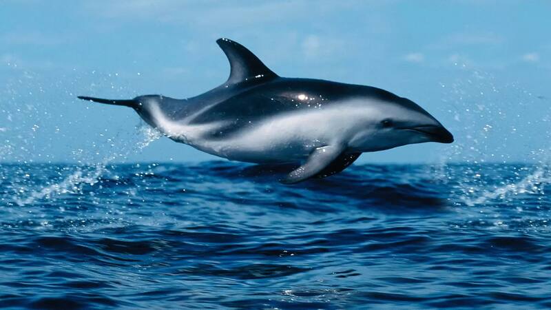 La protección de este tesoro marino es esencial para preservar la biodiversidad.