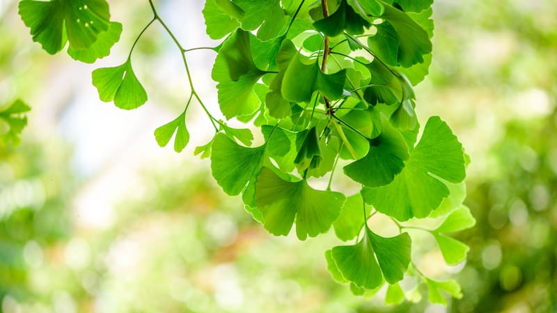 La hierba medicinal que es un "potente antioxidante", fortalece la memoria y el crecimiento neuronal.