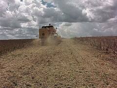 Tras el fuerte aventón de ayer, la soja terminó con pérdidas