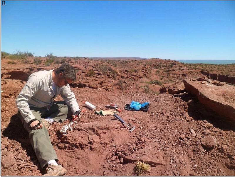 Este descubrimiento enriquece el registro paleontológico de la Patagonia y contribuye al conocimiento de la evolución de los dinosaurios en América del Sur. (Fuente: J. D. Porfiri, M. A. Baiano, D. D. dos Santos, F. A. Gianechini, M. Pittman & M. C. Lamanna en Wikimedia Commons)