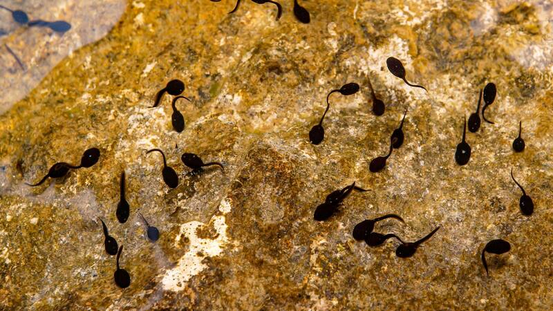 Sus huevos pueden sobrevivir a temperaturas elevadas.