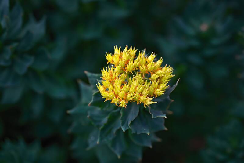 La Rhodiola, también conocida como raíz de oro, es una planta medicinal que favorece la relajación y el bienestar general. (Foto: Shutterstock)