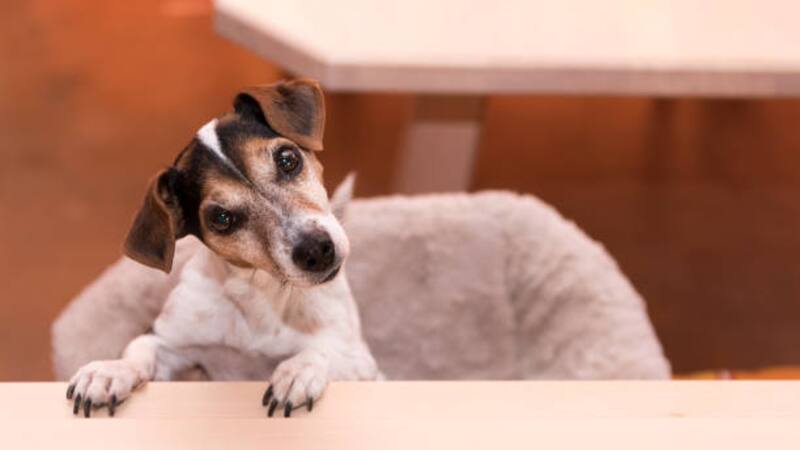 Descubrí como es la visión del mejor amigo del hombre.