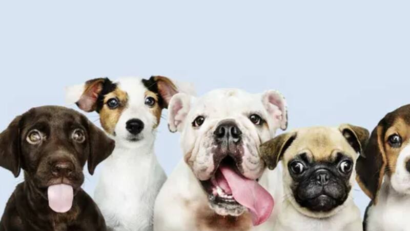 <div class="migrated-promo-image__description"><div class="migrated-promo-image__source">Fuente: freepik</div></div>