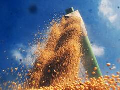 USDA: elevó la estimación de cosecha de soja 21/22 de Argentina a 43,4 millones de toneladas