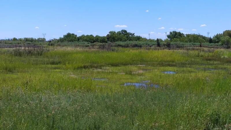 El Humedal Arroyo Claro es una opción distinta para conocer si viajás a Mendoza.
