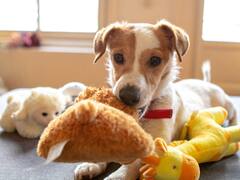 No es el olfato: una investigación científica reveló cómo tu perro reconoce su juguete favorito