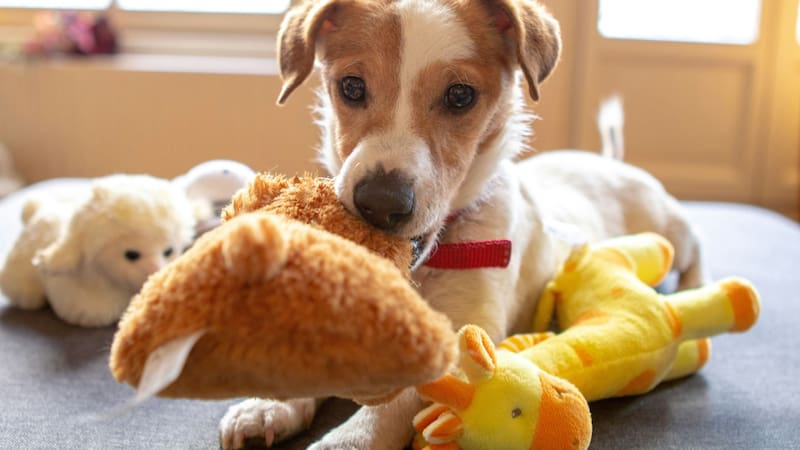 Los perros usan más de un sentido para reconocer objetos, priorizando detalles que van más allá del olfato.