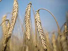 El Gobierno liberó otras 500 millones de toneladas de trigo para exportación