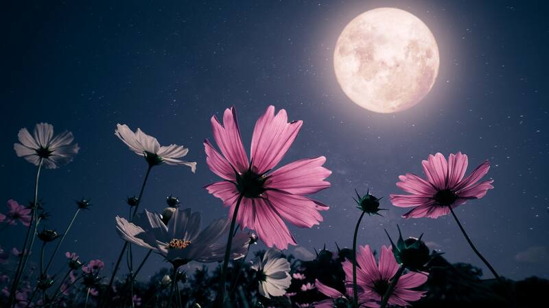 Luna llena de las flores: el evento astronómico que iluminará el cielo esta noche.