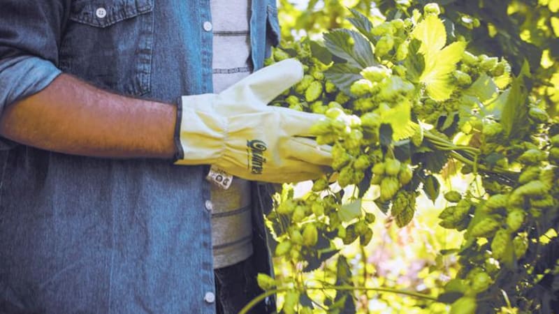 Argentina, entre los pocos productores de lúpulo, ingrediente esencial