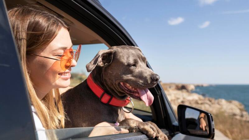 Las mascotas que ingresen al país vecino tienen que presentar una serie de documentos.