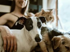 El debate eterno de las mascotas: los números responden si Argentina es team perro o team gato