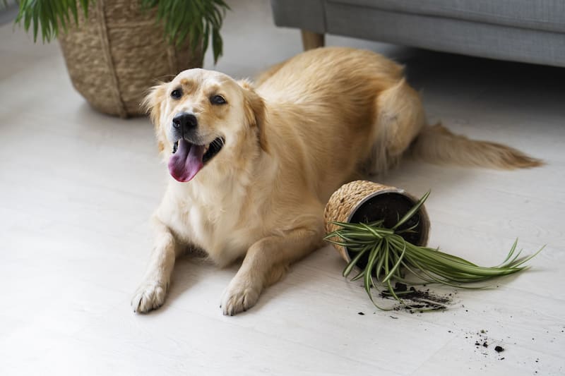 Consumir plantas venenosas puede causar diferentes problemas de salud en tu mascota. (Foto: Freepik)