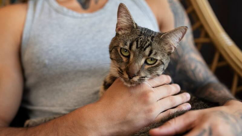 Los gatos tienen cierto rechazo al contacto humano, por lo que es mejor atender a ciertas señales.